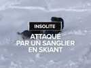 Insolite : Attaqué par un sanglier au ski, il raconte