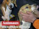 « Un taudis, c'était l'horreur » : sauvetage de 32 chiens livrés à eux-mêmes en Charente-Maritime