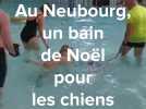 Le Neubourg : un bain de Noël dans la piscine pour les toutous