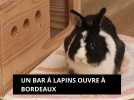 Un bar à lapins 