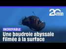 Une baudroie abyssale filmée à la surface