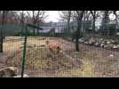 VIDÉO. Le zoo de Jurques rouvre ses portes, avec cinq nouveaux lions, 800 animaux et 250 espèces