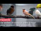 De drôles d'oiseaux prêts à tout pour assouvir leur passion à Estrées