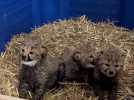 Montpellier : trois bébés guépards sont nés au zoo