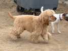 Où promener Youki ce weekend ? Trouvez un parc à chiens près de chez vous avec PlayDogs