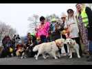 VIDÉO. Des participants de tous poils au premier « Carnaval des toutous », à Lannion