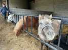 VIDÉO. Pendant les vacances, les enfants prennent soin des animaux de la ferme près de Rennes