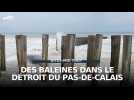 Des baleines dans le détroit du Pas-de-Calais