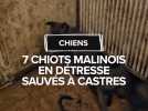 7 chiots malinois en détresse sauvés à Castres