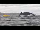 VIDÉO. Un kayakiste se fait engloutir par une baleine