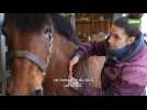 Fernelmont: Emeline Colmant, masseuse pour chevaux