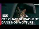 Attention aux chats qui se cachent dans vos voitures cet hiver !