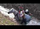 Les pompiers suisses sauvent un cheval embourbé dans un fossé