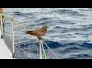 VIDÉO Vendée Globe. Quand un oiseau s'invite à bord du bateau de Kojiro Shiraishi