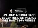 Un loup aperçu dans le centre d'un village des Hautes-Pyrénées