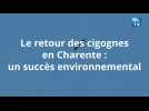 Le retour des cigognes en Charente, un succès environnemental