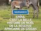 Xmas, la belle histoire de Noël, de la Réserve Africaine de Sigean.