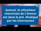 Samuel, le viticulteur charentais de L'Amour est dans le pré, disséqué par les internautes