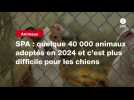 VIDÉO. SPA : quelque 40 000 animaux adoptés en 2024 et c'est plus difficile pour les chiens