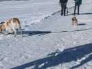 Dogwalkeuse, elle promène des chiens en station de ski