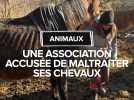 Une association de protection animale accusée de maltraitance sur ses chevaux