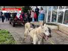 VIDÉO. Le Père Noël arrive à Vouillé-les-Marais... tiré par des chiens de traîneau