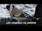 Grand comptage national des oiseaux de jardin