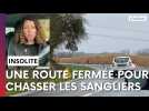 Une route fermée pour chasser les sangliers