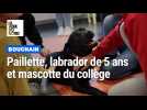 Une chienne pour mettre des paillettes dans la vie des collégiens de Bouchain