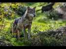 Le retour du loup dans l'Orne et la Mayenne