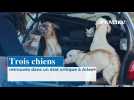 Trois chiens retrouvés dans un état critique à Arles