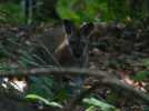 Un wallaby en cavale dans le Morbihan !