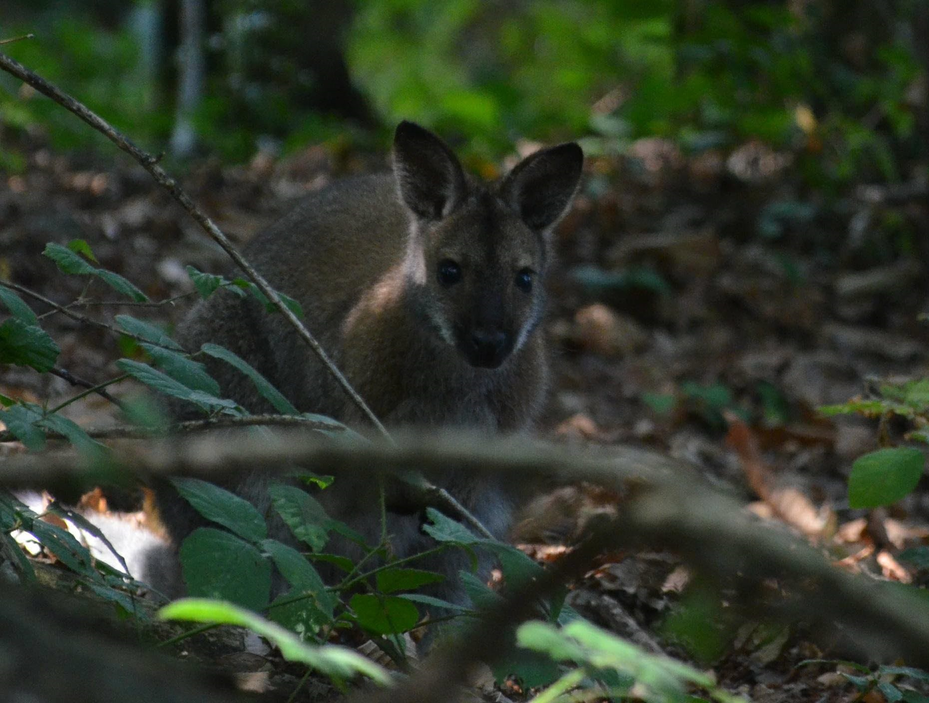 « C'est notre mascotte » : un wallaby en cavale dans le Morbihan depuis... deux mois [Vidéo]