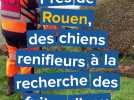 Près de Rouen, des chiens renifleurs à la recherche des fuites d'eau