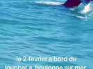 Boulogne : une baleine à bosses observée