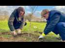 VIDÉO. A Saint-Lô, des arbres sont plantés en hommage aux victimes civiles de 1944