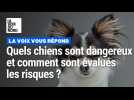 Quels chiens sont dangereux et comment sont évalués les risques ?