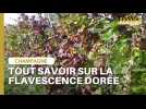 Tout savoir sur la flavescence dorée en Champagne !