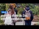 Lille : première visite au Zoo, avec les pandas roux, écureuils de Prévost et Phacochère