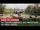 Baie de Somme : le public invité à accompagner la transhumance des moutons de prés-salés