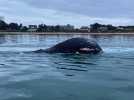 VIDÉO. Une baleine à bosse échouée sur le littoral de la Manche : que s'est-il passé ?