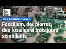 Fossilium - Exposition à Villeneuve d'ascq