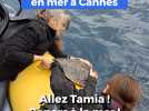 La tortue Tamia a retrouvé la mer à Cannes