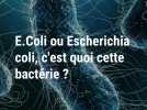 E.coli, c'est quoi cette bactérie ?