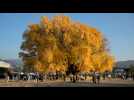 VIDÉO. Corée du Sud : un ginkgo vieux de 800 ans et ses feuilles jaunes attirent les foules