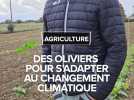 Des olives pour s'adapter au changement climatique