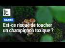 Est-ce risqué de toucher un champignon toxique ?