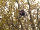 Deux cent vingt arbres élagués à Cambrai le long du boulevard de la Liberté