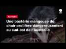 VIDEO. Une bactérie mangeuse de chair prolifère dangereusement au sud-est de l'Australie