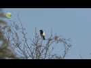 Discussie over zwarte vogels